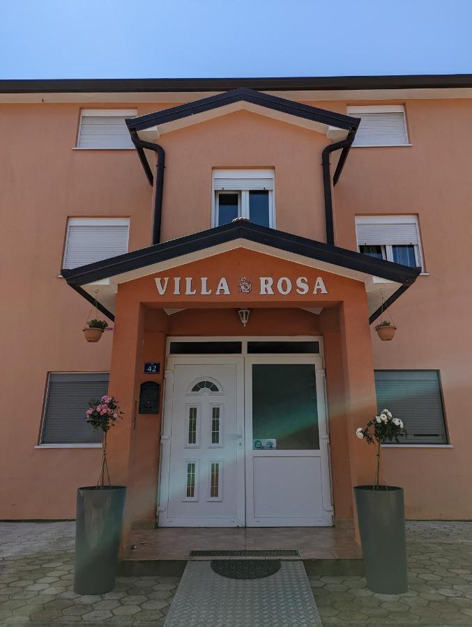 Rosa *
